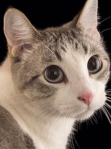 Miaow