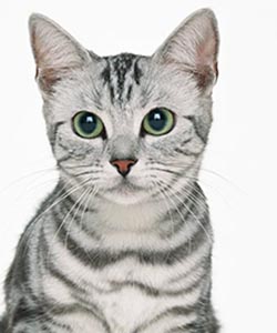 Photo of a cat